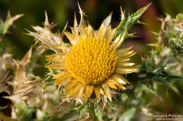 Doldige Eberwurz, Carlina corymbosa, Asteraceae, Blütenstand, Küste bei Bodri, Korsika, Frankreich