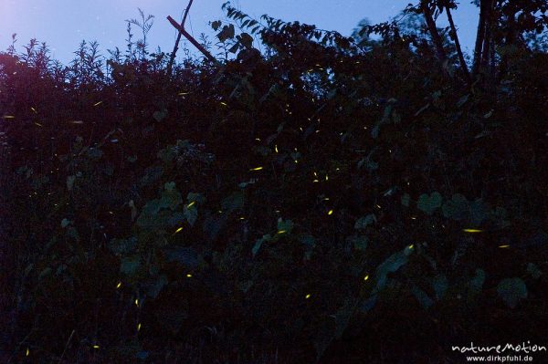 Glühwürmchen, Lampyris noctiluca, Leuchtspuren vieler Tiere im Abendlicht in der Vegetation, Campingplatz Garbagnia, Garbagna, Italien