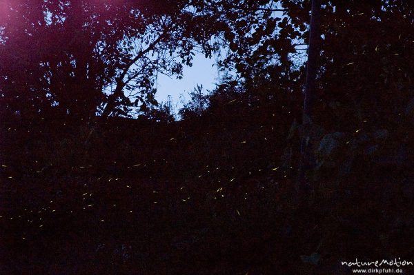 Glühwürmchen, Lampyris noctiluca, Leuchtspuren vieler Tiere im Abendlicht in der Vegetation, Campingplatz Garbagnia, Garbagna, Italien