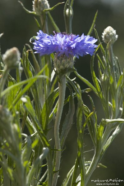 Kornblume, Centaurea cyanus, Blütenstand, Balkonkasten, Göttingen, Deutschland