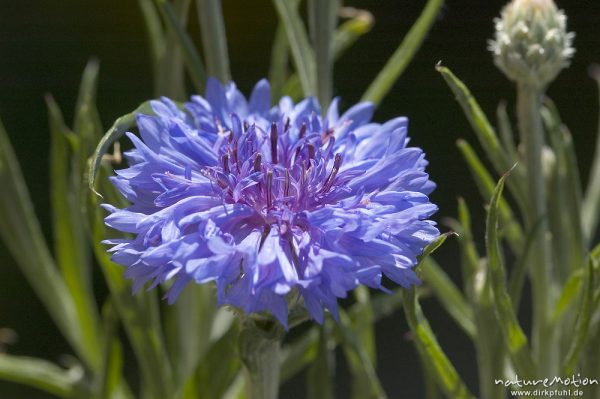 Kornblume, Centaurea cyanus, Blütenstand, Balkonkasten, Göttingen, Deutschland