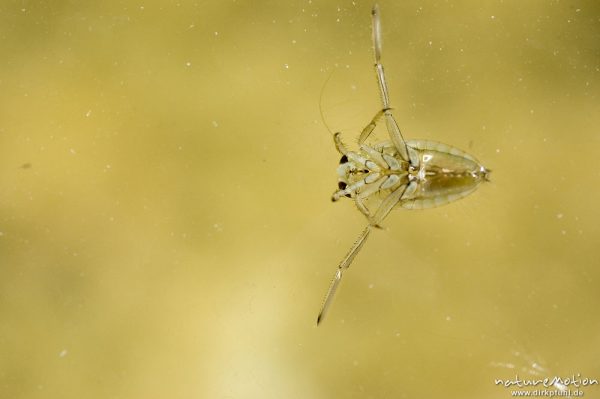 Rückenschwimmer, Notonecta glauca, Larve in großer Pfütze, Baggersee, Göttingen, Deutschland