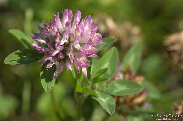 Wiesen-Klee, Trifolium pratense, Blütenstand und Blätter, Groner Bahndamm, Göttingen, Deutschland