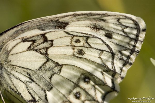 Schmetterlingsflügel, Schachbrett, Melanargea galathea, sitzend zwischen Pflanzen, Groner Bahndamm, Göttingen, Deutschland