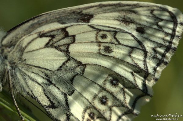 Schmetterlingsflügel, Schachbrett, Melanargea galathea, sitzend zwischen Pflanzen, Groner Bahndamm, Göttingen, Deutschland