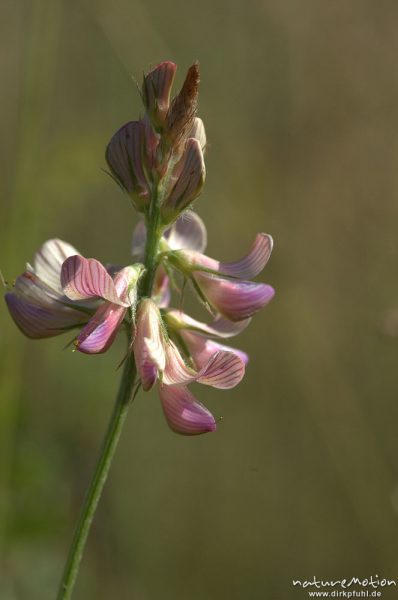 Saat-Wicke, Vicia sativa, Groner Bahndamm, Göttingen, Deutschland