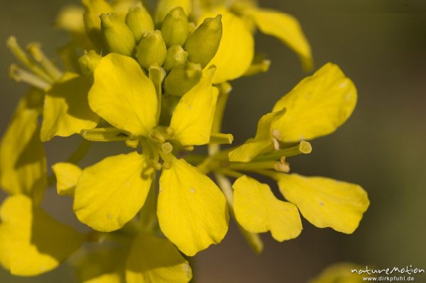 Raps, Brassica napus, Blüten, Groner Bahndamm, Göttingen, Deutschland