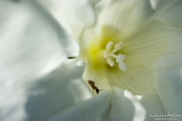 Zaun-Winde, Calystegia sepium, Blüte mit Ameise, Göttingen, Deutschland