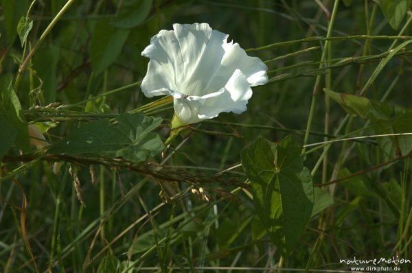 Zaun-Winde, Calystegia sepium, Groner Bahndamm, Göttingen, Deutschland