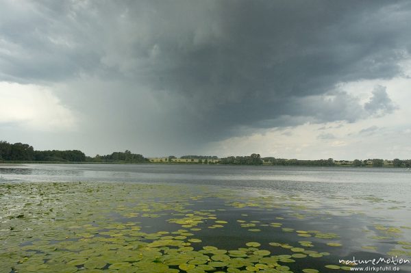 Seerosenblätter und abziehender Regenschauer, Seeburger See, Deutschland