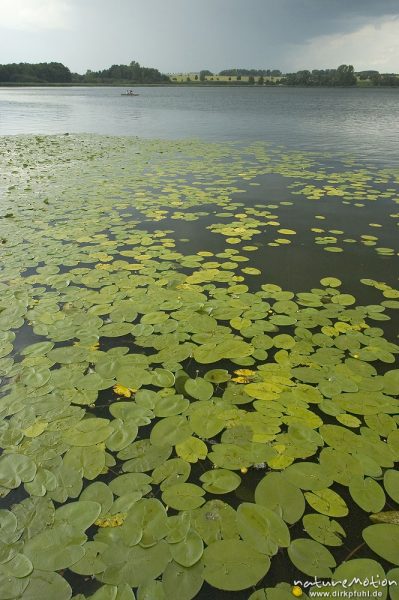 Seerosenblätter und abziehender Regenschauer, Seeburger See, Deutschland
