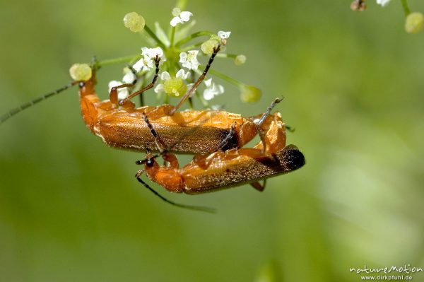 Rotgelber Weichkäfer, Rhagonycha spec., Cantharidae, Paarung, Gartetal, Deutschland