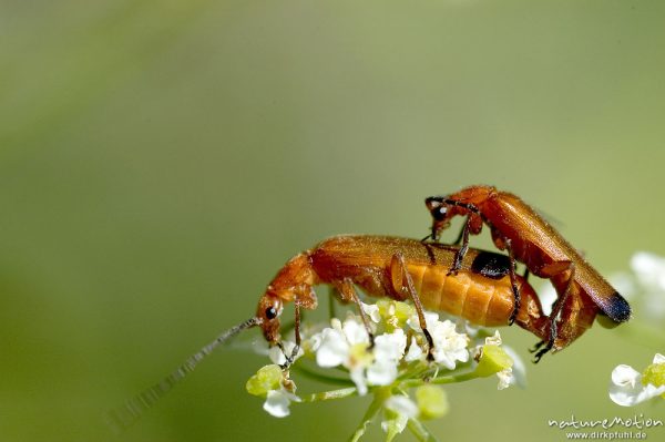 Rotgelber Weichkäfer, Rhagonycha spec., Cantharidae, Paarung, Gartetal, Deutschland