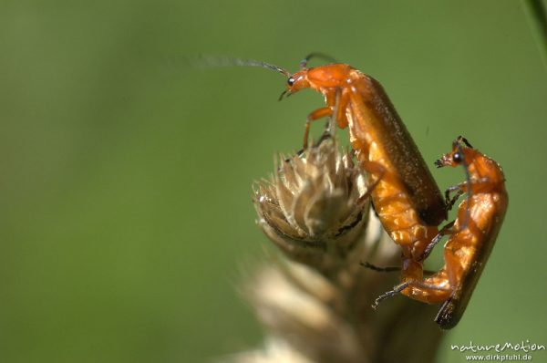 Rotgelber Weichkäfer, Rhagonycha spec., Cantharidae, Paarung, Gartetal, Deutschland