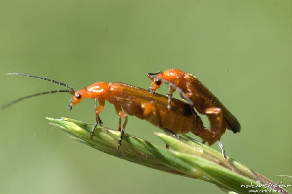 Rotgelber Weichkäfer, Rhagonycha spec., Cantharidae, Paarung, Gartetal, Deutschland