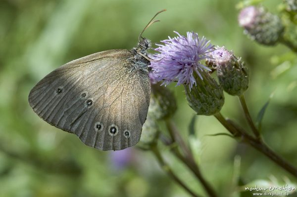 Brauner Waldvogel, Aphatopus hyperantus, Styridae, an Diestelblüte, Gartetal, Deutschland