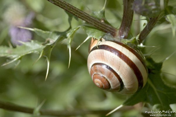 Garten-Bänderschnecke, Cepaea hortensis, Helicidae, Gehäuse an Diestel, Gartetal, Deutschland