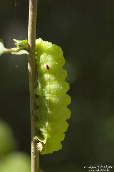 Nagelfleck, Aglia tau, Saturniidae, Raupe an Zweig, Göttinger Wald, Göttingen, Deutschland