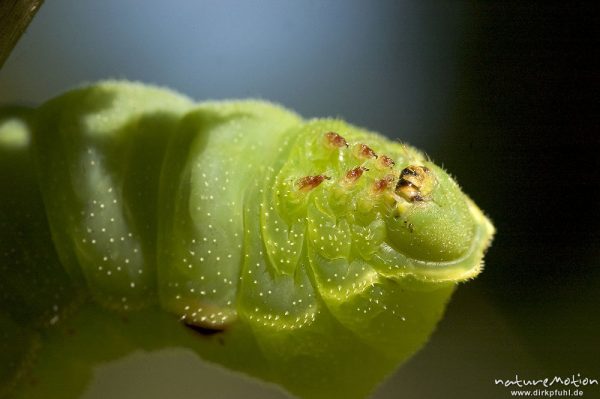 Nagelfleck, Aglia tau, Saturniidae, Kopf, Raupe an Zweig, Göttinger Wald, Göttingen, Deutschland