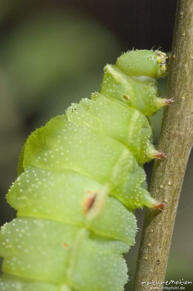 Nagelfleck, Aglia tau, Saturniidae, Kopf, Raupe an Zweig, Göttinger Wald, Göttingen, Deutschland