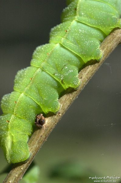 Nagelfleck, Aglia tau, Saturniidae, Raupe an Zweig, Göttinger Wald, Göttingen, Deutschland