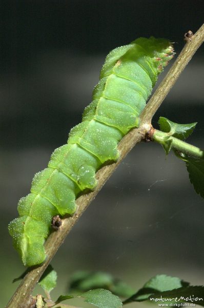 Nagelfleck, Aglia tau, Saturniidae, Raupe an Zweig, Göttinger Wald, Göttingen, Deutschland