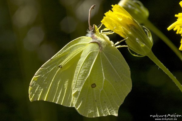 Zitronenfalter, Gonepteryx rhamni, Pieridae, an Korbblütler, Göttinger Wald, Göttingen, Deutschland