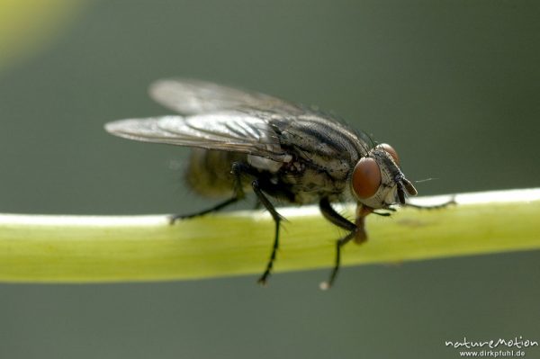 Fliege, Muscidae, auf Halm von Kapuziner-Kresse, Göttingen, Deutschland