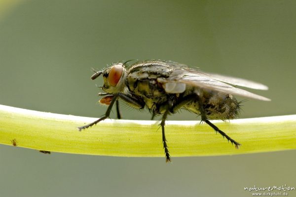 Fliege, Muscidae, auf Halm von Kapuziner-Kresse, Göttingen, Deutschland