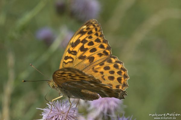 Perlmuttfalter, Issoria spec., Boloria spec., Nymphalidae, auf Diestelblüte, Sengerfeld, Göttingen, Deutschland