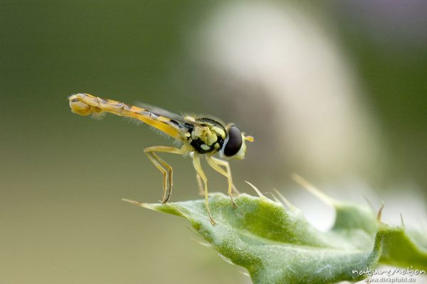 Gemeine Stiftschwebfliege, Sphaerophoria scripta, Syrphidae, Männchen, sitzend auf Blatt, Kerstlingeröder Feld, Göttingen, Deutschland