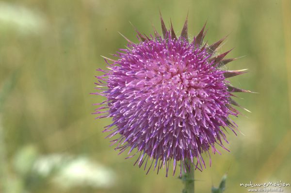 Nickende Distel, Carduus nutans, Asteraceae, Blütenstand, Kerstlingeröder Feld, Göttingen, Deutschland