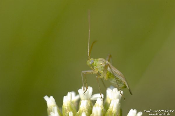 Wanze, Weichwanzen, Miridae, auf Diestelblüte, Kerstlingeröder Feld, Göttingen, Deutschland