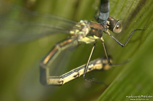 Gemeine Binsenjungfer, Lestes sponsa, Weibchen Männchen, Eiablage mit Detail Hinterleibsanhänge und Prothorax, Kerstlingeröder Feld, Göttingen, Deutschland