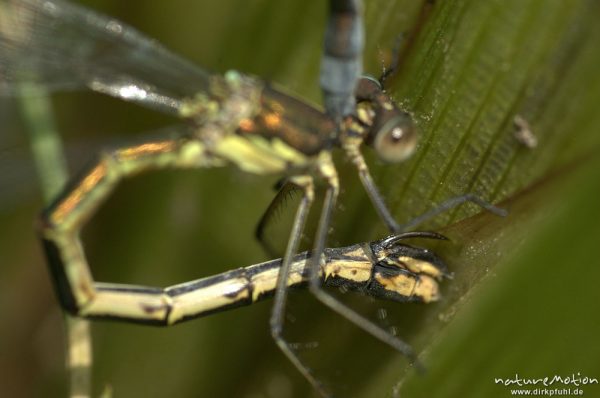 Gemeine Binsenjungfer, Lestes sponsa, Weibchen Männchen, Eiablage mit Detail Legebohrer, Kerstlingeröder Feld, Göttingen, Deutschland