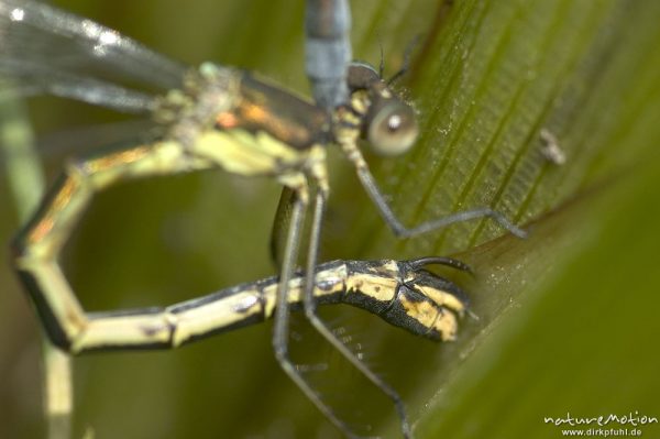 Gemeine Binsenjungfer, Lestes sponsa, Weibchen Männchen, Eiablage mit Detail Legebohrer, Kerstlingeröder Feld, Göttingen, Deutschland