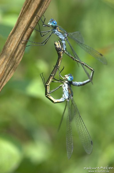 Gemeine Binsenjungfer, Lestes sponsa, Weibchen Männchen, Paarungsrad, Kerstlingeröder Feld, Göttingen, Deutschland