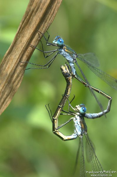 Gemeine Binsenjungfer, Lestes sponsa, Weibchen Männchen, Paarungsrad, Kerstlingeröder Feld, Göttingen, Deutschland