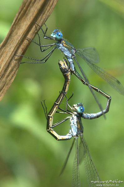 Gemeine Binsenjungfer, Lestes sponsa, Weibchen Männchen, Paarungsrad, Kerstlingeröder Feld, Göttingen, Deutschland