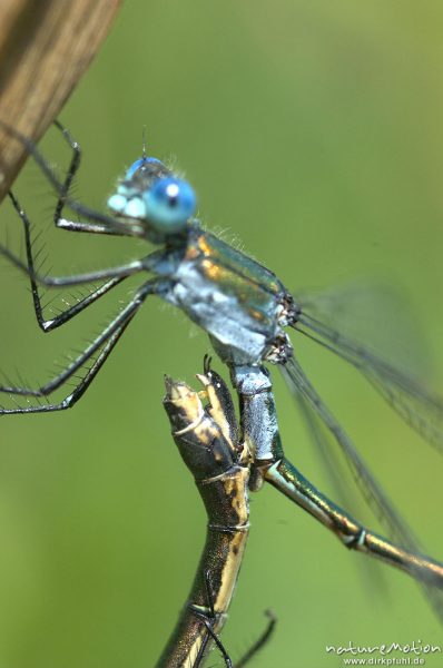 Gemeine Binsenjungfer, Lestes sponsa, Weibchen Männchen, Paarungsrad, Details Legebohrer im Sekundären Geschlechtsorgan, Spermatophoren-Übertragung, Kerstlingeröder Feld, Göttingen, Deutschland