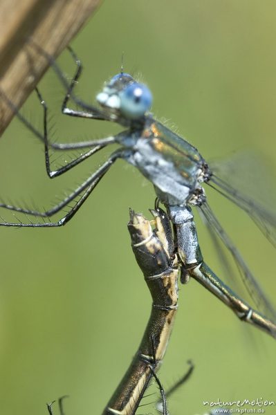 Gemeine Binsenjungfer, Lestes sponsa, Weibchen Männchen, Paarungsrad, Details Legebohrer im Sekundären Geschlechtsorgan, Spermatophoren-Übertragung, Kerstlingeröder Feld, Göttingen, Deutschland