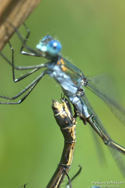 Gemeine Binsenjungfer, Lestes sponsa, Weibchen Männchen, Paarungsrad, Details Legebohrer im Sekundären Geschlechtsorgan, Spermatophoren-Übertragung, Kerstlingeröder Feld, Göttingen, Deutschland