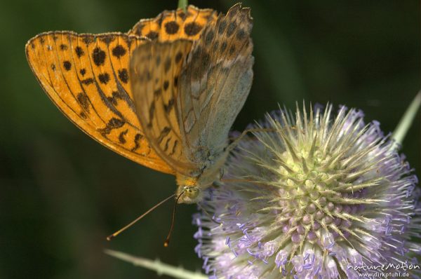 Kaisermantel, Argynnis paphia, Nymphalidae, auf Kardenblüte, Sengerfeld, Göttingen, Deutschland