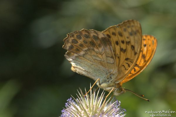 Kaisermantel, Argynnis paphia, Nymphalidae, auf Kardenblüte, Sengerfeld, Göttingen, Deutschland