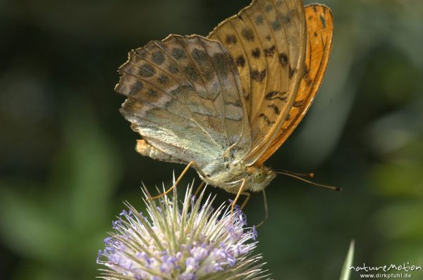 Kaisermantel, Argynnis paphia, Nymphalidae, auf Kardenblüte, Sengerfeld, Göttingen, Deutschland