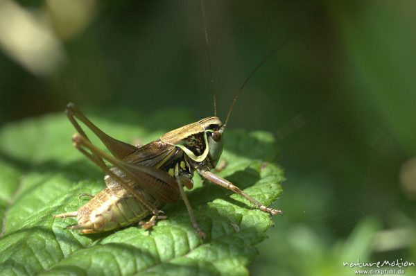 Roesels Beißschrecke, Metrioptera roeseli, Tettigoniidae, auf Brombeerblatt, Sengerfeld, Göttingen, Deutschland