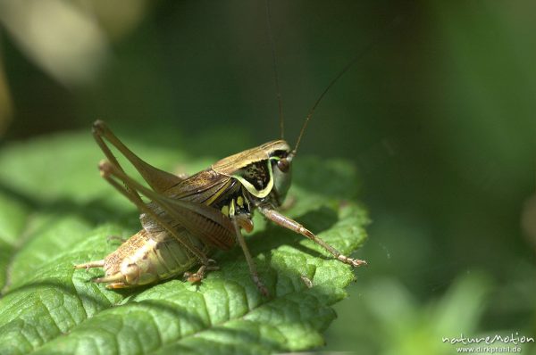 Roesels Beißschrecke, Metrioptera roeseli, Tettigoniidae, auf Brombeerblatt, Sengerfeld, Göttingen, Deutschland