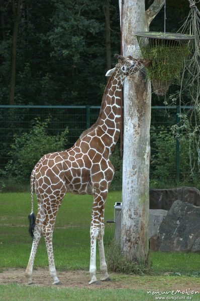 Giraffe, Giraffa camelopardalis, Jugtier beim fressen, Zoo, Nürnberg, Deutschland