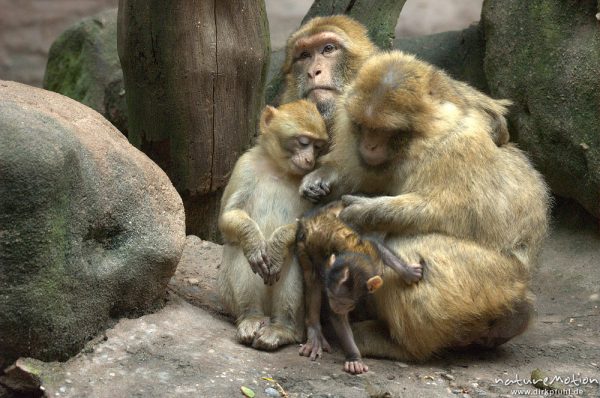 Berberaffe, Macaca sylvanus, Familienverband, Nürnberg, Deutschland