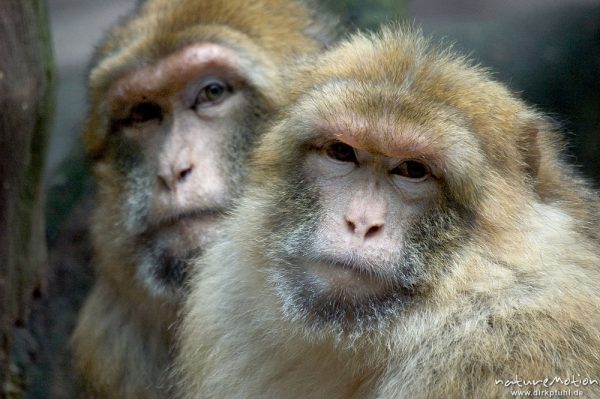 Berberaffe, Macaca sylvanus, Familienverband, Nürnberg, Deutschland